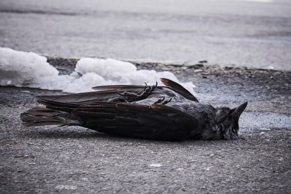 PEST CONTROL WELWYN, Hertfordshire. Services: Dead Animal Removal. Professional Dead Animal Removal Services in Welwyn